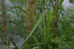 Paspalum