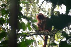 Alouatta seniculus