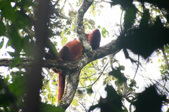 Alouatta seniculus