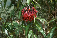 Coeligena bonapartei