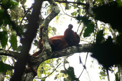 Alouatta seniculus