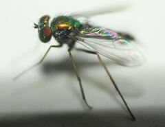 Condylostylus graenicheri