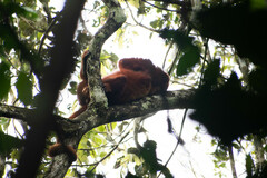 Alouatta seniculus