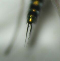 Condylostylus graenicheri