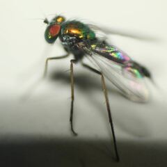 Condylostylus graenicheri