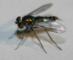 Condylostylus graenicheri