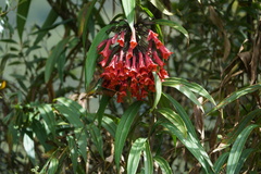 Coeligena bonapartei