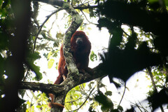 Alouatta seniculus