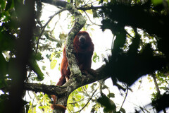Alouatta seniculus