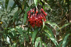 Coeligena bonapartei