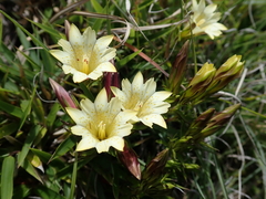 Gentiana itzershanensis