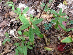 Rhododendron groenlandicum