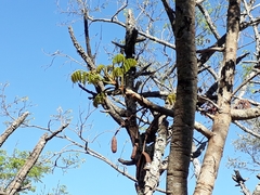 Stryphnodendron adstringens