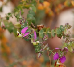 Polygala fruticosa
