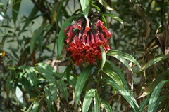 Coeligena bonapartei