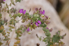 Polygala fruticosa