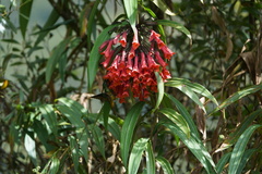 Coeligena bonapartei