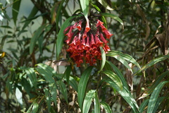 Coeligena bonapartei