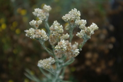 Pseudognaphalium undulatum