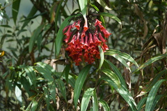 Coeligena bonapartei