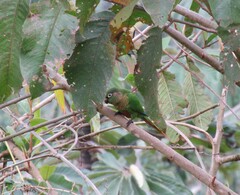 Pyrrhura frontalis