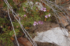 Pelargonium quercifolium