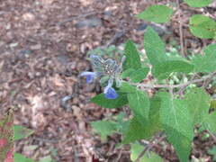 Salvia melissodora