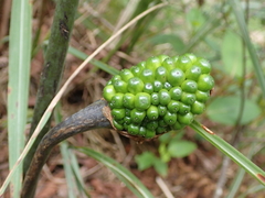 Arisaema consanguineum