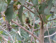 Pyrrhura frontalis