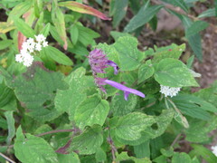 Salvia purpurea