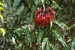 Coeligena bonapartei