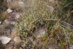 Crassula mollis