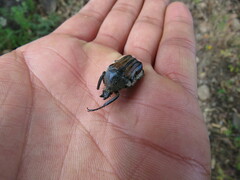 Ischnoscelis hoepfneri