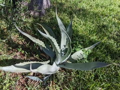 Agave asperrima