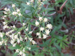 Baccharis thesioides