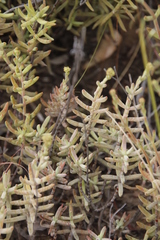 Crassula mollis
