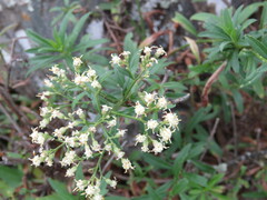 Baccharis thesioides