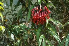 Coeligena bonapartei