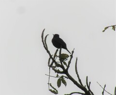 Knipolegus nigerrimus