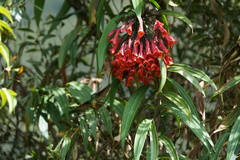 Coeligena bonapartei