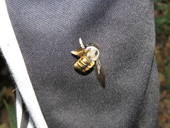 Xylocopa tabaniformis azteca