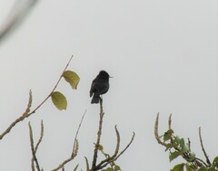 Knipolegus nigerrimus