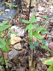 Rhododendron groenlandicum