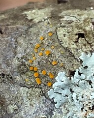 Teloschistaceae