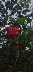 Hibiscus rosa-sinensis