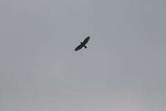 Buteo