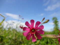 Silene ornata