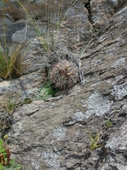 Gymnocalycium reductum