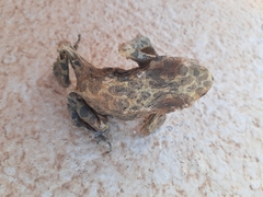Sclerophrys mauritanica