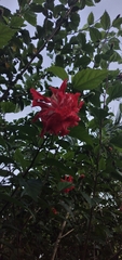 Hibiscus rosa-sinensis